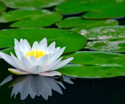Фото Цветок лотоса на воде