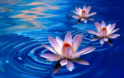 Цветок лотоса в воде стоковое фото. изображение насчитывающей средства -  28865764