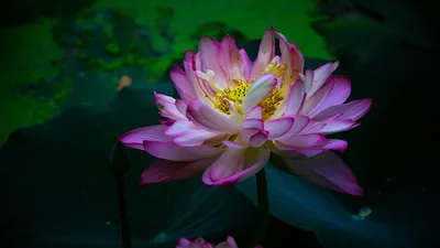 Розовый цветок лотоса в воде Фон Обои Изображение для бесплатной загрузки -  Pngtree