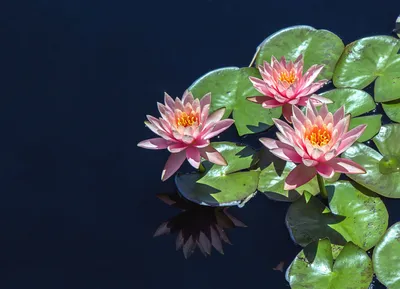 Вид сверху на цветок лотоса крупным…» — создано в Шедевруме
