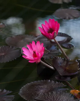 Розовыц цветок лотоса на воде - обои на телефон
