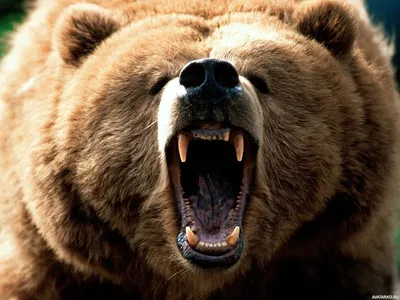 Животные, #Медведи, #аватары, #картинки, #фото, #авы,  https://avatarko.ru/kartinka/11775 | Brown bear, Amazing animal pictures,  Bear attack