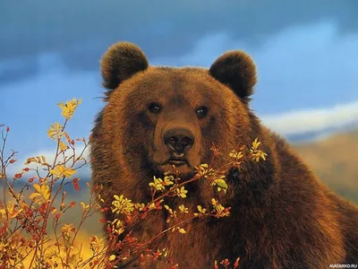 Бурый медведь рядом с кустом шиповника — Фото на аву | Духи животных  руководство, Бурый медведь, Медведь