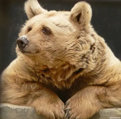 Медведь внимательно слушает твои замечательные истории — Фотки на аву |  Бурый медведь, Веселые медведи, Медведь