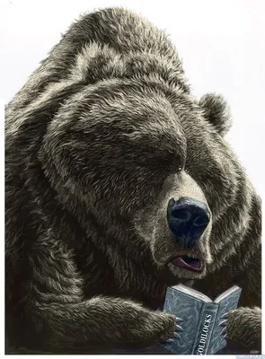 Большой бурый медведь читает сказку Три медведя — Фотки на аву