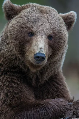 Животные, #Медведи, #аватары, #картинки, #фото, #авы,  https://avatarko.ru/kartinka/32448 | Бурый медведь, Медведь, Дикие животные