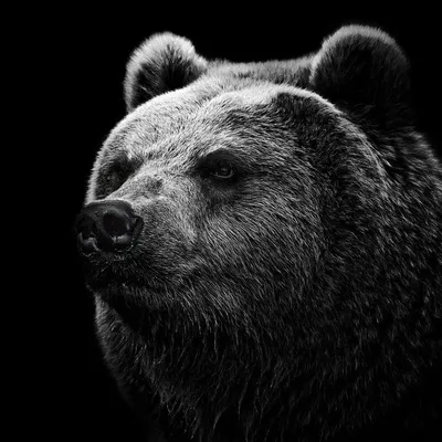 Просто фотки медведей, сделанные на фотоловушки. Как выглядят авы пацанов  после.. | MDK | ВКонтакте