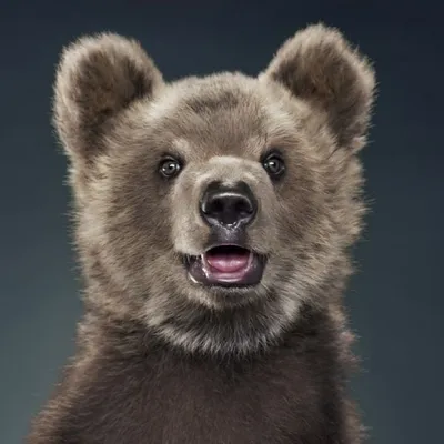Картина с мордой бурого медведя с открытой пастью. | Картинка 773x900px |  Чёрный медведь, Картины с медведями, Бурые медведи