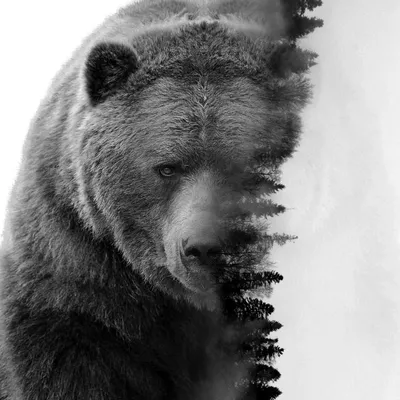 Медведь арт рисунок - 76 фото