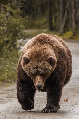 Мультяшный медведь картинки - 66 фото