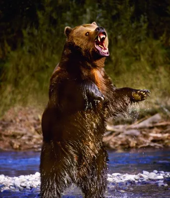 Большой медведь лежит с недовольной мордой — Картинки на аву