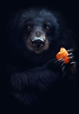 Медведь - 74 фото