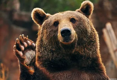 Животные, #Медведи, #аватары, #картинки, #фото, #авы,  https://avatarko.ru/kartinka/12577 | Bear, Brown bear, Animals