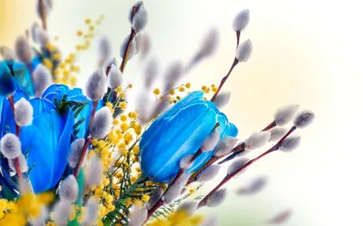 Весенний фото клипарт Мимоза – Весны пробужденья росток (76 фото) »  Картины, художники, фотографы на Nevsepic