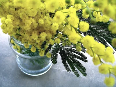 Фон рабочего стола где видно мимоза, желтая, цветущая, весна, красота, обои  скачать, mimosa, yellow, blooming, spring, beauty, wallpaper download