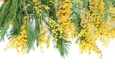 Мимоза цветы (Много фото) - treepics.ru