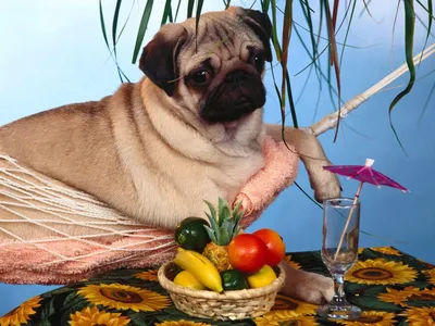 Мопс с гамаке и стол с фруктами, обои с собаками, картинки, фото 1024x768