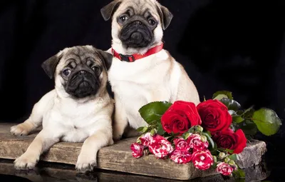 Обои собаки, цветы, розы, мопсы картинки на рабочий стол, раздел собаки -  скачать | Собаки, Мопс, Обои