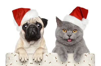 Фотографии мопсы кот собака Рождество Шапки Животные