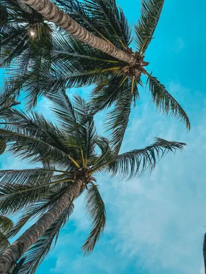 Море солнце пальмы - красивые фото