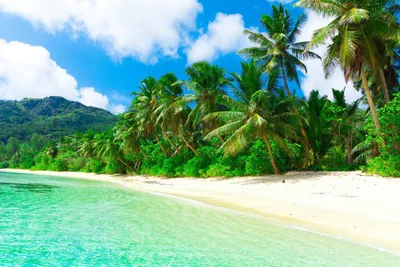 Море пальмы пляжа курорта стоковое фото. изображение насчитывающей пляжа -  103319386