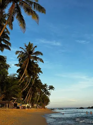 Сочный яркий пейзаж море пальмы
