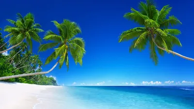 Пальмы И Море — стоковые фотографии и другие картинки Пляж - Пляж,  Карибское море, Небо - iStock
