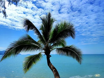 Море пальмы - 69 фото