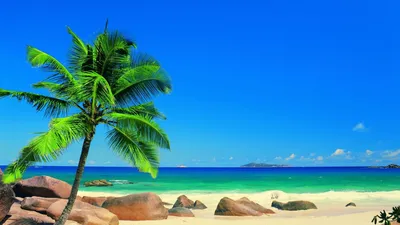 море пляж пальмы, пляж с пальмами, пляж тропики, море пальмы, тропический  пляж на The-Wedding.ru, Свадьба в Доминикане