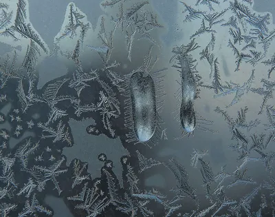 Заморозные узоры на стекле окна зимний сезон Стоковое Изображение -  изображение насчитывающей картины, деталь: 150728951