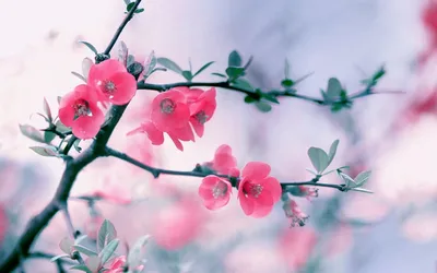 Цветы, #Тюльпаны, #аватары, #картинки, #фото, #авы,  https://avatarko.ru/kartinka/6092 | Тюльпаны, Красивые цветы, Цветы