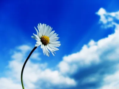 Цветы, #Небо, #Ромашки, #аватары, #картинки, #фото, #авы,  https://avatarko.ru/kartinka/1339 | Органическое садоводство, Цветы, Ромашки