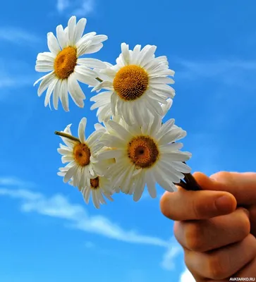 Небольшой букет из ромашек в руке на фоне неба — Фотки на аву | Букет из  ромашек, Цветок, Фотографии цветов