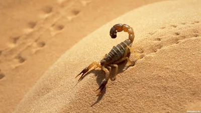 Скорпион бежит по песку в пустыне — Фото аватарки