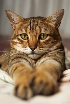 Кот с грустным взглядом — Фото аватарки