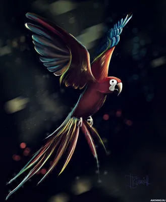 Рисунок летящего попугая ара — Картинки на аву | Рисунок, Картины, Животные