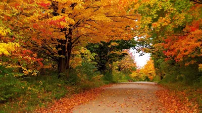 Заставка на рабочий стол: осень, осенние, время года, сезоны, сезонные,  лес, деревья в 2023 г | Лес, Дерево, Сезоны