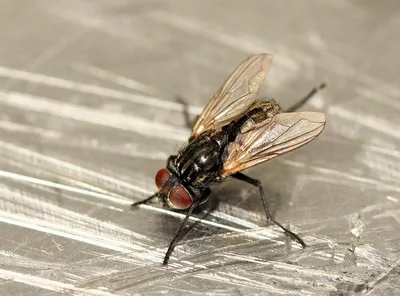 The 10 Most Common Types of Flies in the U.S. | Family Handyman