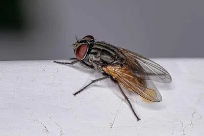 10 Interesting Facts About Flies You Never Knew