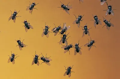Bombyliidae fly (Bee Fly) | U.S. Geological Survey