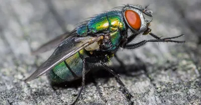 The Life Cycle of a Fly Explained | Pest Defence