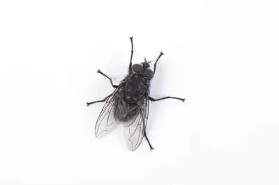 Hate flies in the summer? Here's why you should love them. - Vox