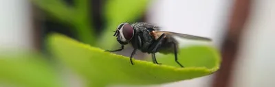 Should I throw away food once a fly has landed on it? - The University of  Sydney