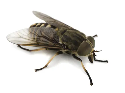 Fly Insect Facts - A-Z Animals
