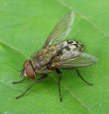 Horse Flies: How to Get Rid of Horse Flies, Plus Horse Fly Bites