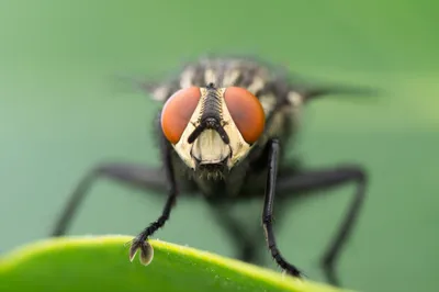 Cluster fly - Wikipedia