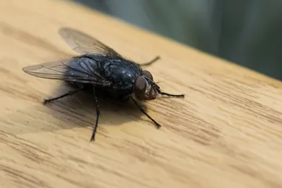 Fly season: what to know about Australia's most common flies and how to  keep them away