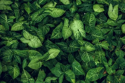 Фотообои Фон из зелёных листьев купить на стену • Эко Обои