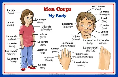 Части тела на французском и идиомы с ними | Lingua Steps | Дзен