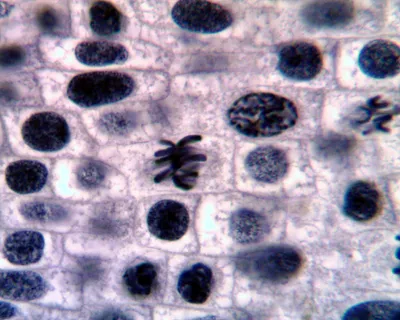 Деление клетки (митоз) на примере препарата кончика корешка лука